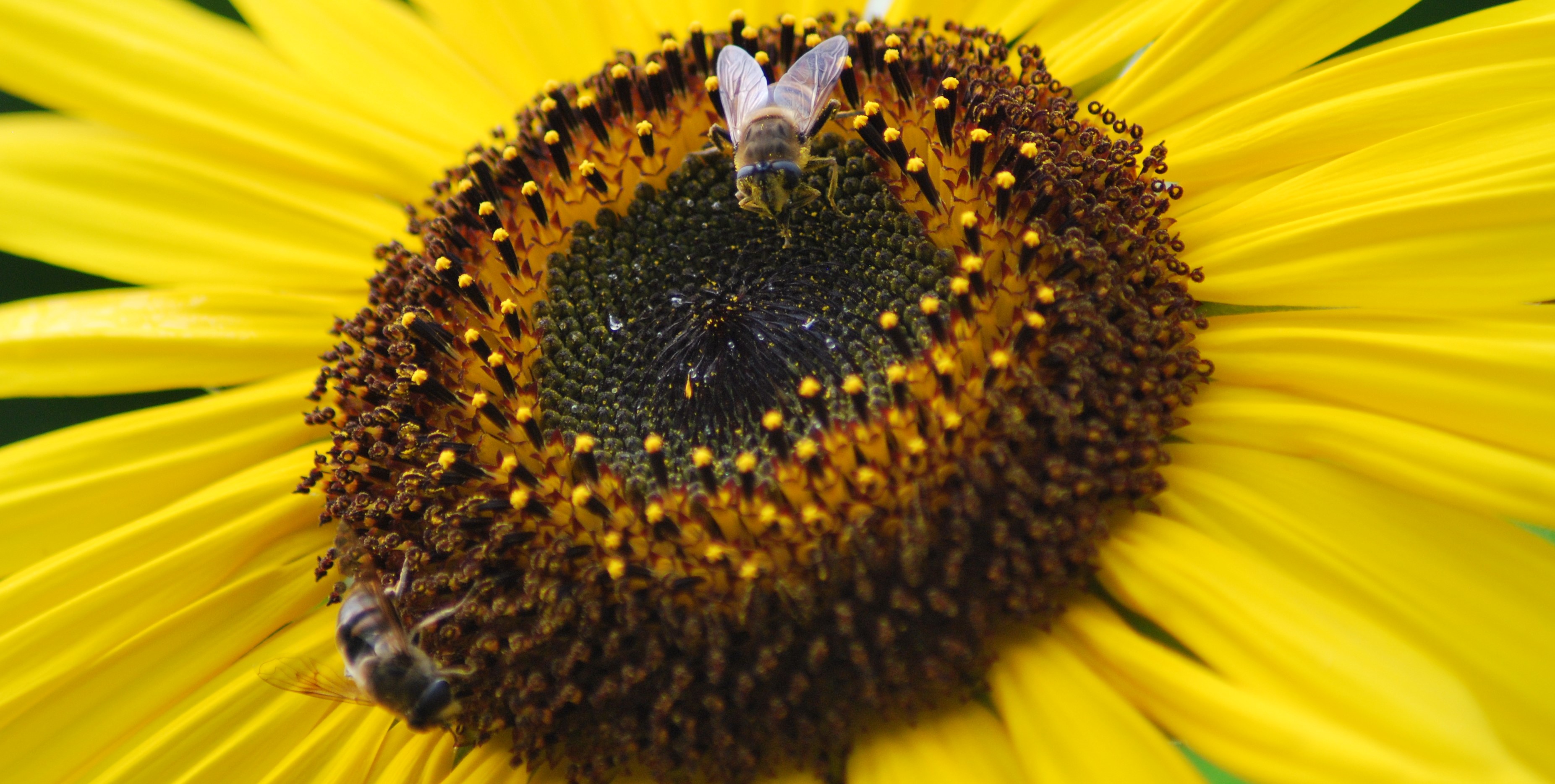 Bienen 01